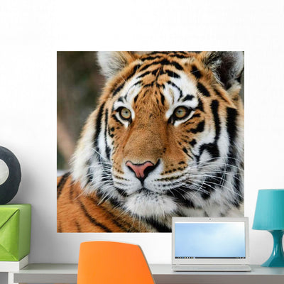 Tiger Wall Decal Design 2 shown on a wall