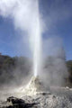 Lady Knox Geyser Wall Decal