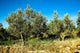 Olive Trees Wall Decal Design 3