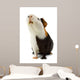 Guinea Pig Isolated on White Wall Decal