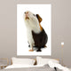 Guinea Pig Isolated on White Wall Decal