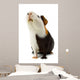 Guinea Pig Isolated on White Wall Decal