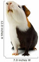 Guinea Pig Isolated on White Wall Decal