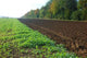Field Autumn Wall Decal Design 1