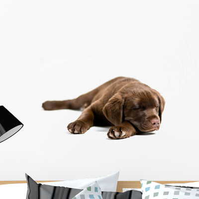Sleeping Labrador Retriever Puppy Wall Decal shown on a wall