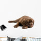 Sleeping Labrador Retriever Puppy Wall Decal