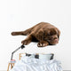Sleeping Labrador Retriever Puppy Wall Decal