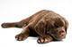 Sleeping Labrador Retriever Puppy Wall Decal