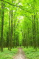 Path Wall Mural