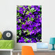 Sea of ​​flowers of Clematis Wall Mural