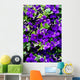 Sea of ​​flowers of Clematis Wall Mural