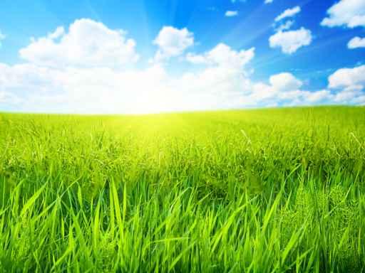 Spring Grass Wall Decal