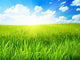 Spring Grass Wall Decal
