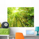 bamboo with rays of light Wall Mural