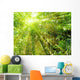 bamboo with rays of light Wall Mural