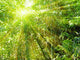 bamboo with rays of light Wall Mural