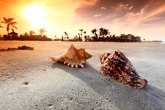 shell Wall Mural