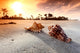 shell Wall Mural
