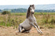 Grey Gelding Arises from Wall Mural