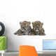 Persian Leopard Cub 6 Weeks Wall Decal