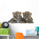 Persian Leopard Cub 6 Weeks Wall Decal