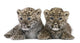 Persian Leopard Cub 6 Weeks Wall Decal