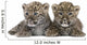 Persian Leopard Cub 6 Weeks Wall Decal