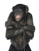 Monkey Listening Music Wall Decal