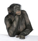 Monkey at a table Wall Decal