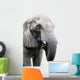 head of elephant on white background Wall Decal