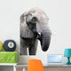 head of elephant on white background Wall Decal