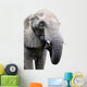 head of elephant on white background Wall Decal
