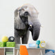 head of elephant on white background Wall Decal