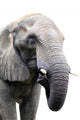 head of elephant on white background Wall Decal