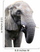 head of elephant on white background Wall Decal