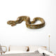 Reticulated Python Wall Decal