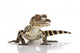 American Alligator Wall Mural
