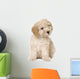 dog : apricot toy Poodle puppy (10 weeks old) Wall Decal