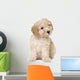 dog : apricot toy Poodle puppy (10 weeks old) Wall Decal