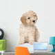 dog : apricot toy Poodle puppy (10 weeks old) Wall Decal