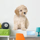 dog : apricot toy Poodle puppy (10 weeks old) Wall Decal