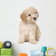 dog : apricot toy Poodle puppy (10 weeks old) Wall Decal