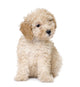 dog : apricot toy Poodle puppy (10 weeks old) Wall Decal