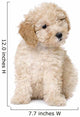 dog : apricot toy Poodle puppy (10 weeks old) Wall Decal