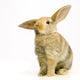 rabbit on white background Wall Decal