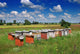 Bee hives in the meadow in summer Wall Mural