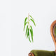 Eucalyptus Branch Isolated on White Background Wall Decal