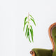 Eucalyptus Branch Isolated on White Background Wall Decal