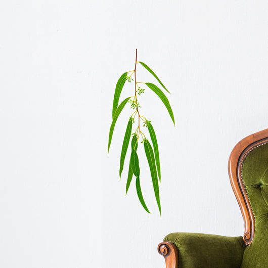 Eucalyptus Branch Isolated on White Background Wall Decal