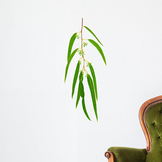 Eucalyptus Branch Isolated on White Background Wall Decal